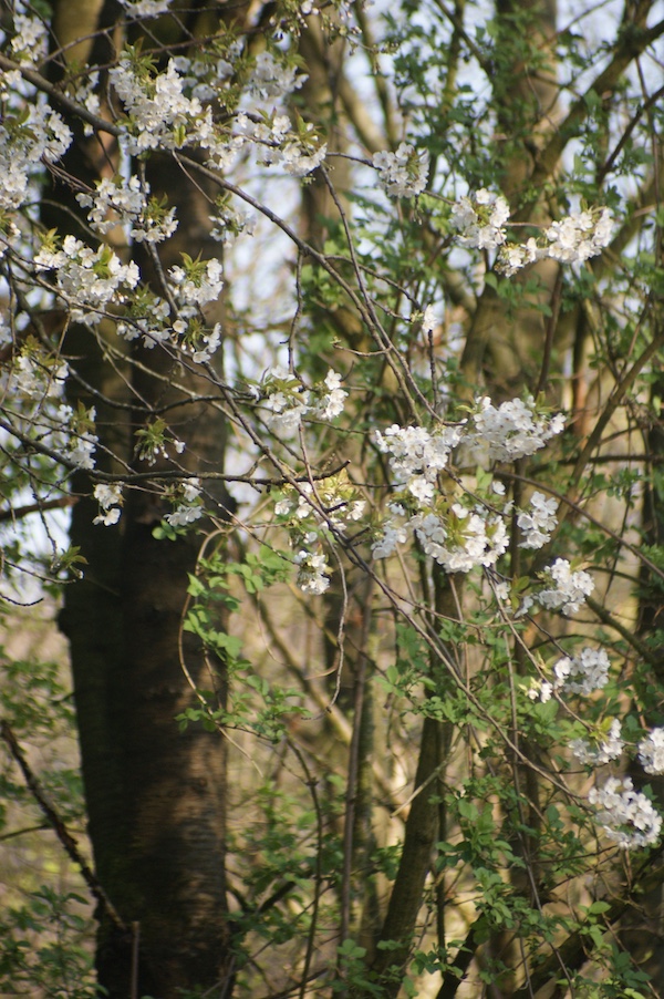 Blossoming tree